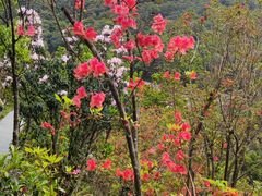 -梧桐山风景名胜区
