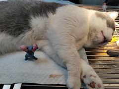 -狗舍宠物医院(四季商业广场店)