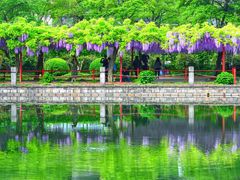 -嘉定紫藤园