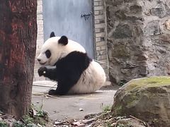 -都江堰中华大熊猫苑