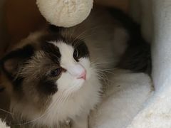 -喵喵咪呀布偶猫咖(春熙路店)