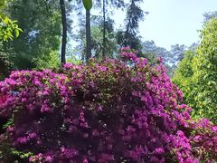 -南山植物园