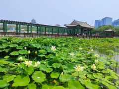 -莲花池公园