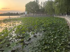 -莲花池公园