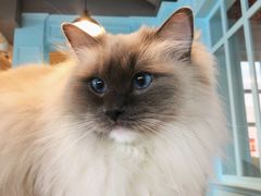 -遇见羊驼·奶狗咖·布偶猫咖·法斗柯基柴犬阿拉斯加(春熙路太古里IFS店)
