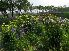 -上海长兴岛郊野公园