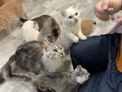 -楼上猫咖(罗湖店)