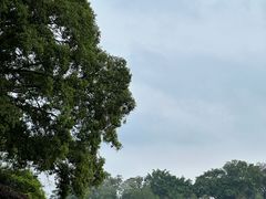 -南宁良凤江国家森林公园