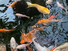 -上海大自然野生昆虫馆(东方明珠·爬宠昆虫探索中心)
