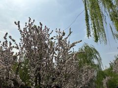 -海棠花溪(元大都城垣遗址公园)
