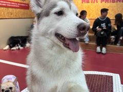 -和它·交个朋友·狗咖猫咖(爱琴海店)
