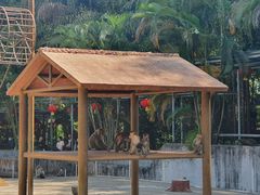 -广东茂名森林公园