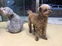 -康乐宝动物医院