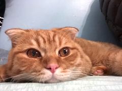 -喵的天空名猫咖啡馆·撸猫·猫舍·用品