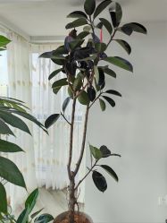 -HEYAN荷妍专业脱毛连锁机构