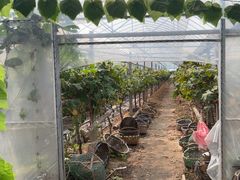 -马陆小张葡萄园农家乐