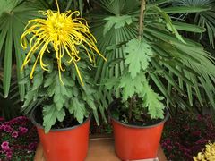 -菊花台公园