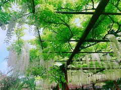 -嘉定紫藤园