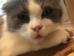 -飞行喵MR PILOT|猫舍·猫咖(静安大融城店)