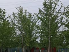 -永定河休闲森林公园