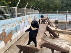 -青峰峡国家森林公园