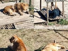 -青藏高原野生动物园
