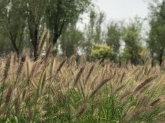 -东郊湿地公园