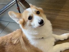 -爱侣·安琦尔宠物医院·中兽医针灸·心内科·狂犬免疫点(宝山区院)