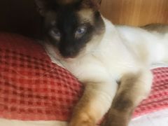 -美联众合动物医院·24h转诊中心