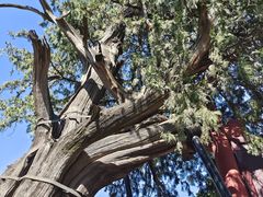 -泰山风景名胜区