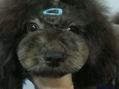 -家有小宠宠物美容(双楠街店)