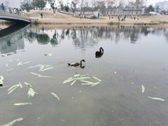 -洋湖国家湿地公园