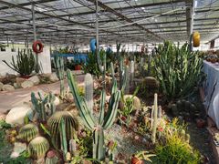 -海上花岛玫瑰园采摘