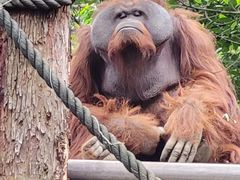 -广州长隆野生动物世界