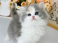 -小猫来了·猫舍(红山六九七九店)