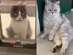 -猫儿山۰猫主题餐厅