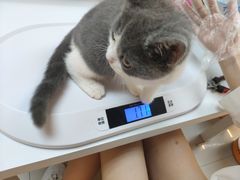 -lincat·猫舍(广州店)