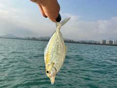 -小猫钓鱼海钓俱乐部(椰梦长廊店)