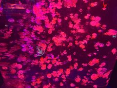 -重庆欢乐海底世界