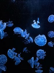 -Zoolung Zoolung动物主题公园(海信广场店)