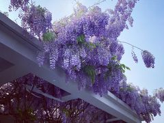 -石家庄市植物园