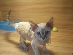 -猫十亿·布偶金渐层·曼基康矮脚猫舍(青年路店)