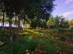 -永定河休闲森林公园