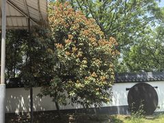 -上海佘山国家森林公园天马山园