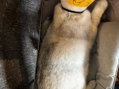 -猫猫幼稚园·撸猫·桌游·电玩