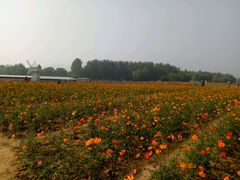 -北京东方普罗旺斯薰衣草庄园