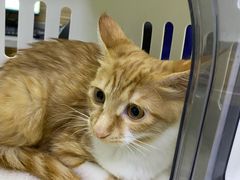 -爱侣宠医·鹦鹉专科·小型哺乳类·异宠专科(灵石路店)