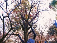 -梅花山(明孝陵内)