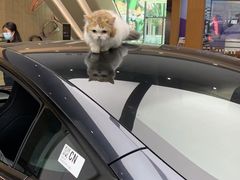 -TESLA 特斯拉(广州天环广场体验店)