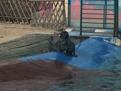 -北戴河圣蓝海洋公园